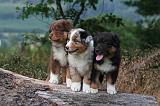 BERGER AUSTRALIEN PUPPIES 866